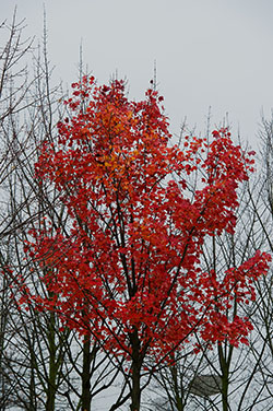 Berlim Novembro 2012