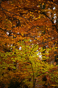 Berlim Novembro 2012